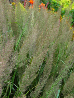 Calamagrostis brachytrica - Mid summerr.